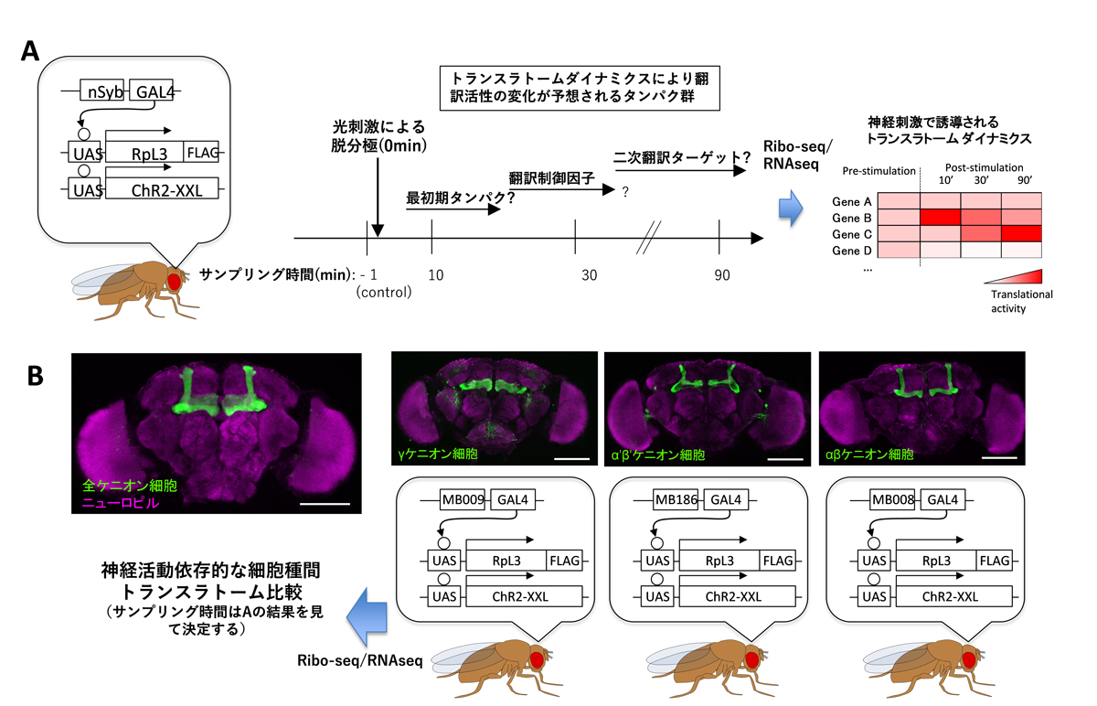 トランスラトームダイナミクスから探る適応の多様性 学術変革(A):適応回路センサス